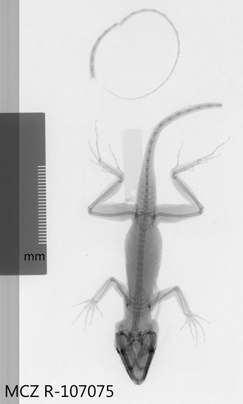 Media type: image;   Herpetology R-107075 Aspect: dorsoventral x-ray